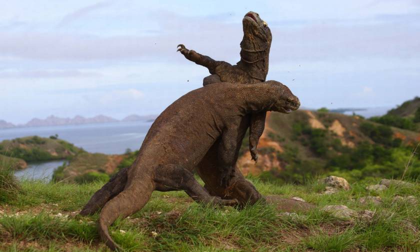 Επική μάχη «Δράκων του Κομόντο» βγαλμένη από το Jurassic Park! (video+photos)