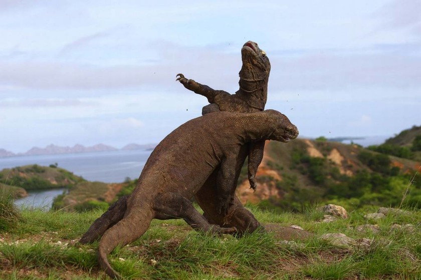 Επική μάχη «Δράκων του Κομόντο» βγαλμένη από το Jurassic Park! (video+photos)