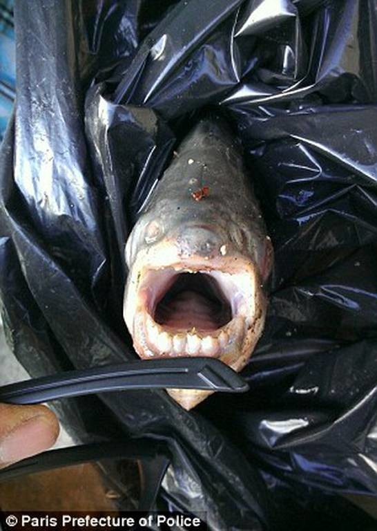 Νιου Τζέρσεϊ: Εντοπίστηκε ψάρι που δαγκώνει… (photos+video)