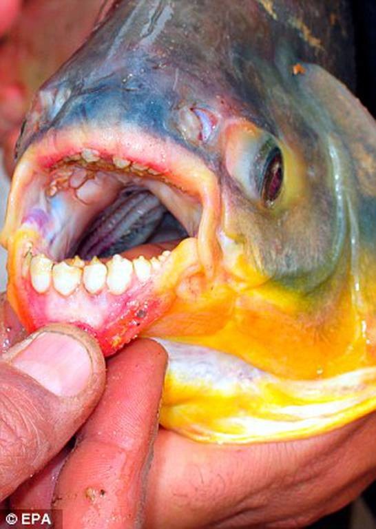 Νιου Τζέρσεϊ: Εντοπίστηκε ψάρι που δαγκώνει… (photos+video)