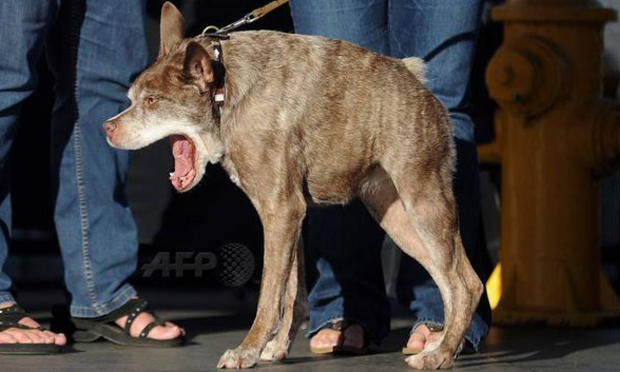 Επιτέλους τα κατάφερε: Ο Κουάσι… Μόδος είναι πλέον ο πιο άσχημος σκύλος του κόσμου! (video+photos)