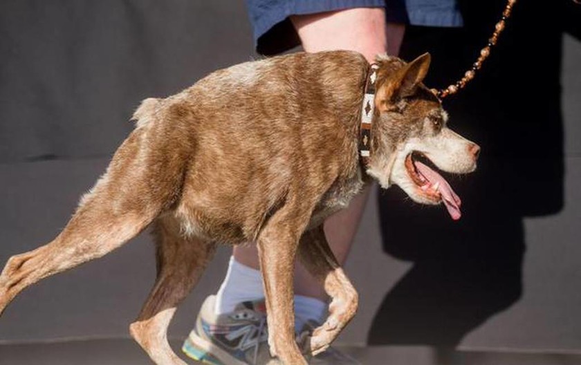 Επιτέλους τα κατάφερε: Ο Κουάσι… Μόδος είναι ο πιο άσχημος σκύλος του κόσμου! (video+photos)