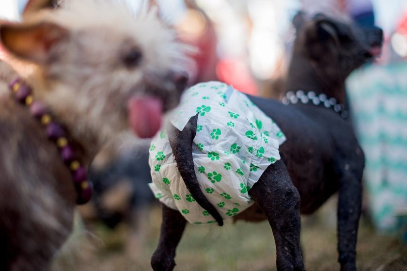 Επιτέλους τα κατάφερε: Ο Κουάσι… Μόδος είναι ο πιο άσχημος σκύλος του κόσμου! (video+photos)
