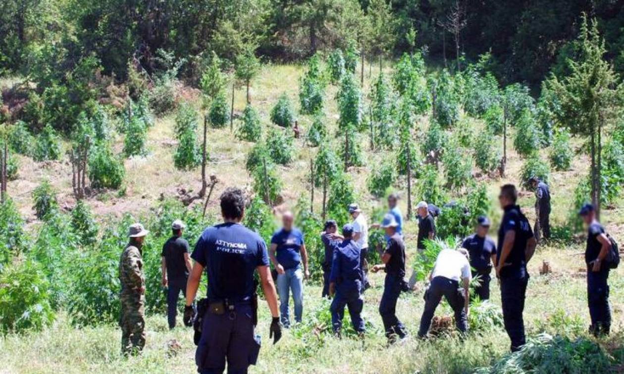 Ρέθυμνο: Το Τμήμα Δίωξης Ναρκωτικών εντόπισε φυτεία μεγάλη φυτεία κάνναβης