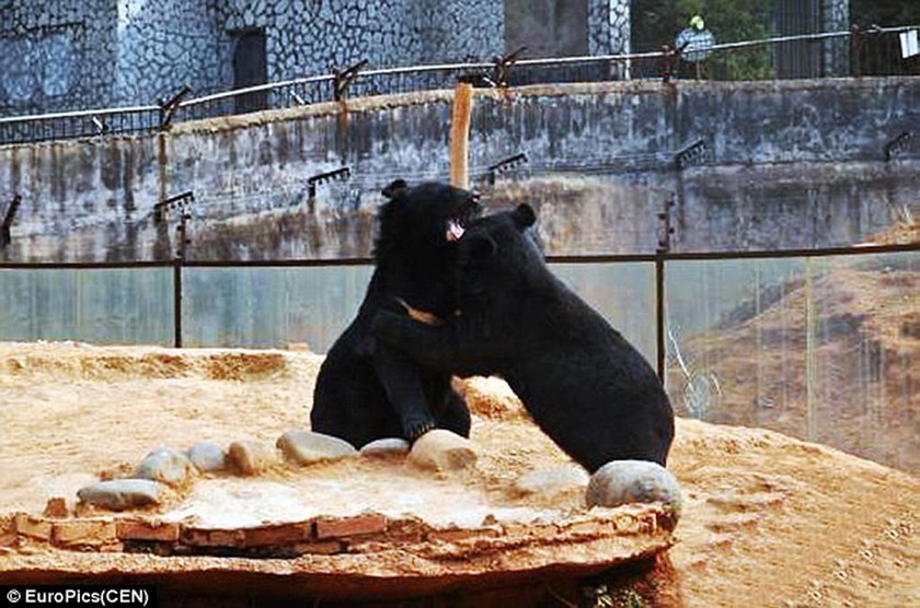 Σοκαρισμένος Κινέζος ανακαλύπτει ότι τα κουτάβια του ήταν… αρκούδες!  