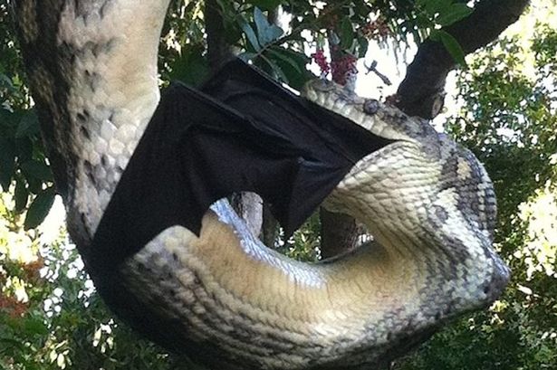 Python eats bat1