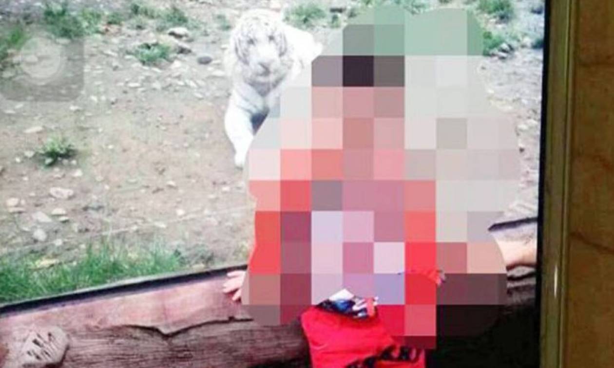 Κίνα: Δίχρονος έχασε το χέρι του από επίθεση τίγρη