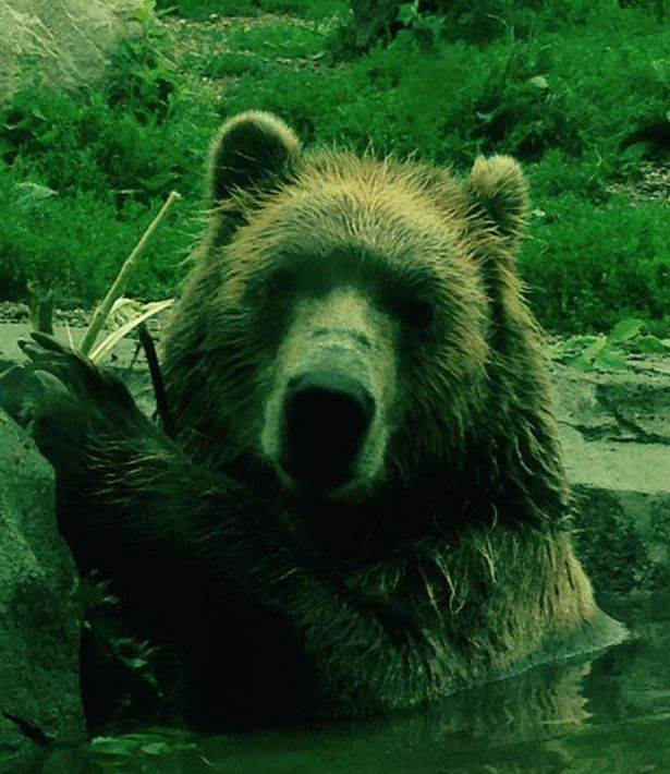 Minnesota bear