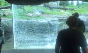 Τρόμος στο ζωολογικό κήπο: Αρκούδα προσπάθησε να σπάσει το προστατευτικό τζάμι με… βράχο!
