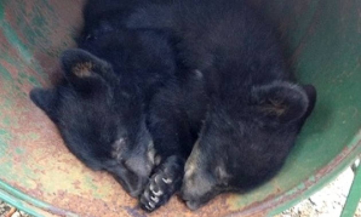 Ένας αστυνομικός έσωσε δύο αρκουδάκια και το πλήρωσε με τη θέση του