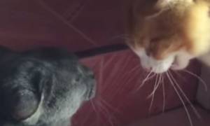 Έτσι τα λένε οι… γάτες μεταξύ τους! (video)