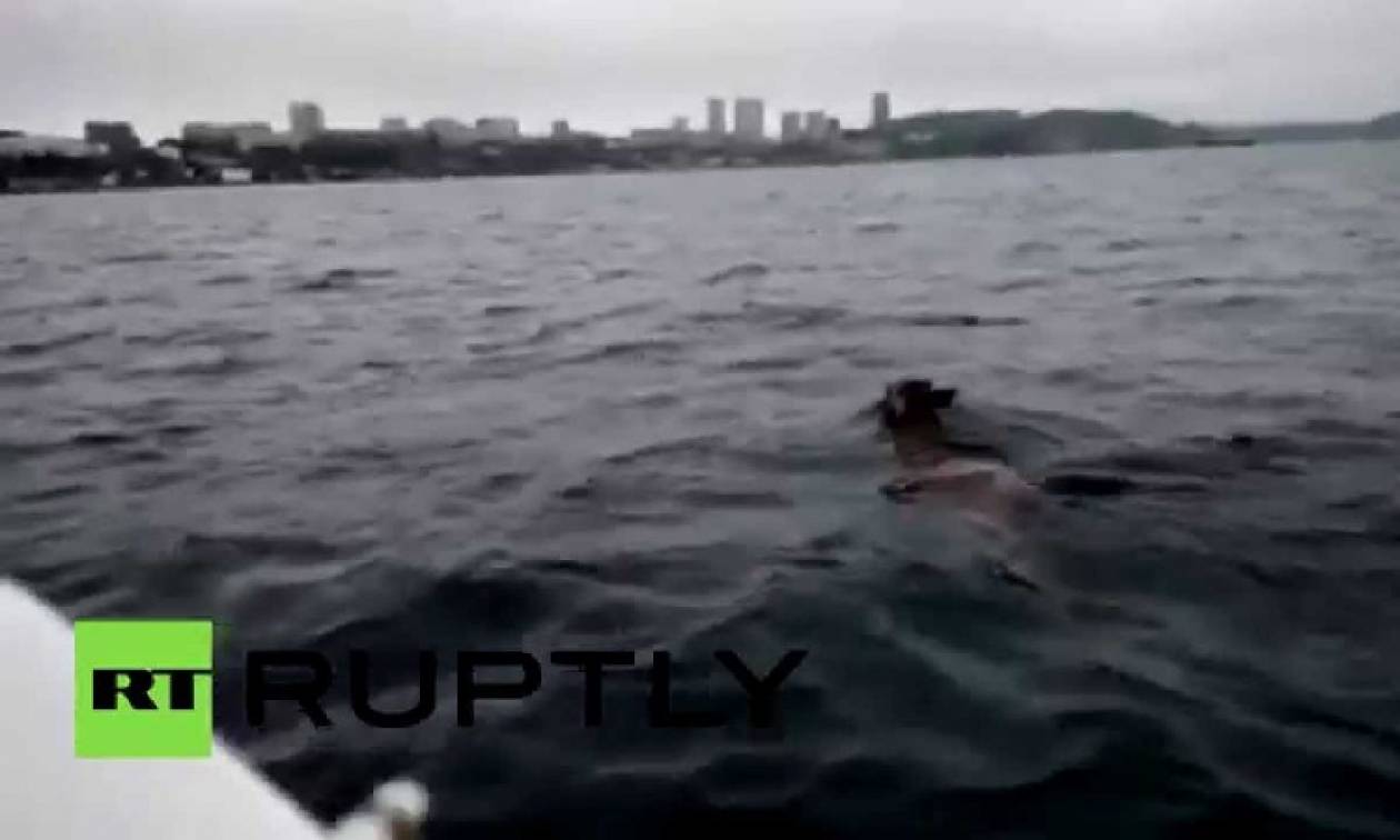 Ελάφι κολύμπησε ως το Βλαδιβοστόκ (video)