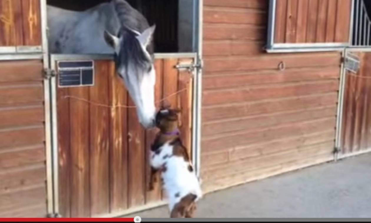 Επίμονο κατσίκι ψάχνει τρόπο να κουτουλήσει άλογο (video)