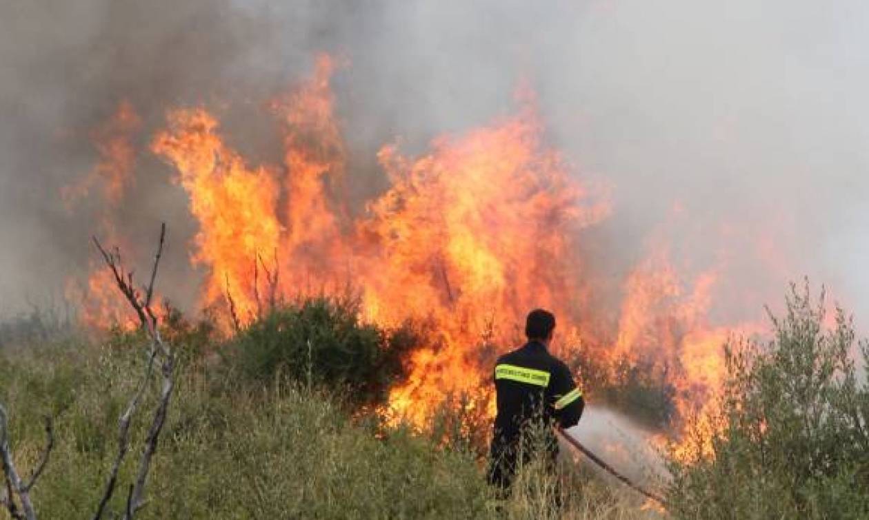 Αττική: Πυρκαγιά σε εξέλιξη στη Φυλή - Μεγάλη επιχείρηση της Πυροσβεστικής