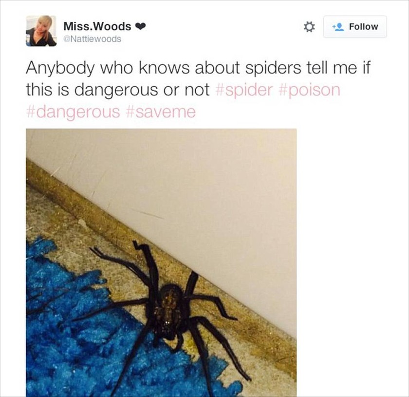 Γιγαντιαία  αράχνη τρομοκρατεί για μήνες… 21χρονη! (photo)
