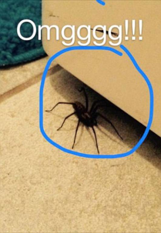 Γιγαντιαία  αράχνη τρομοκρατεί για μήνες… 21χρονη! (photo)