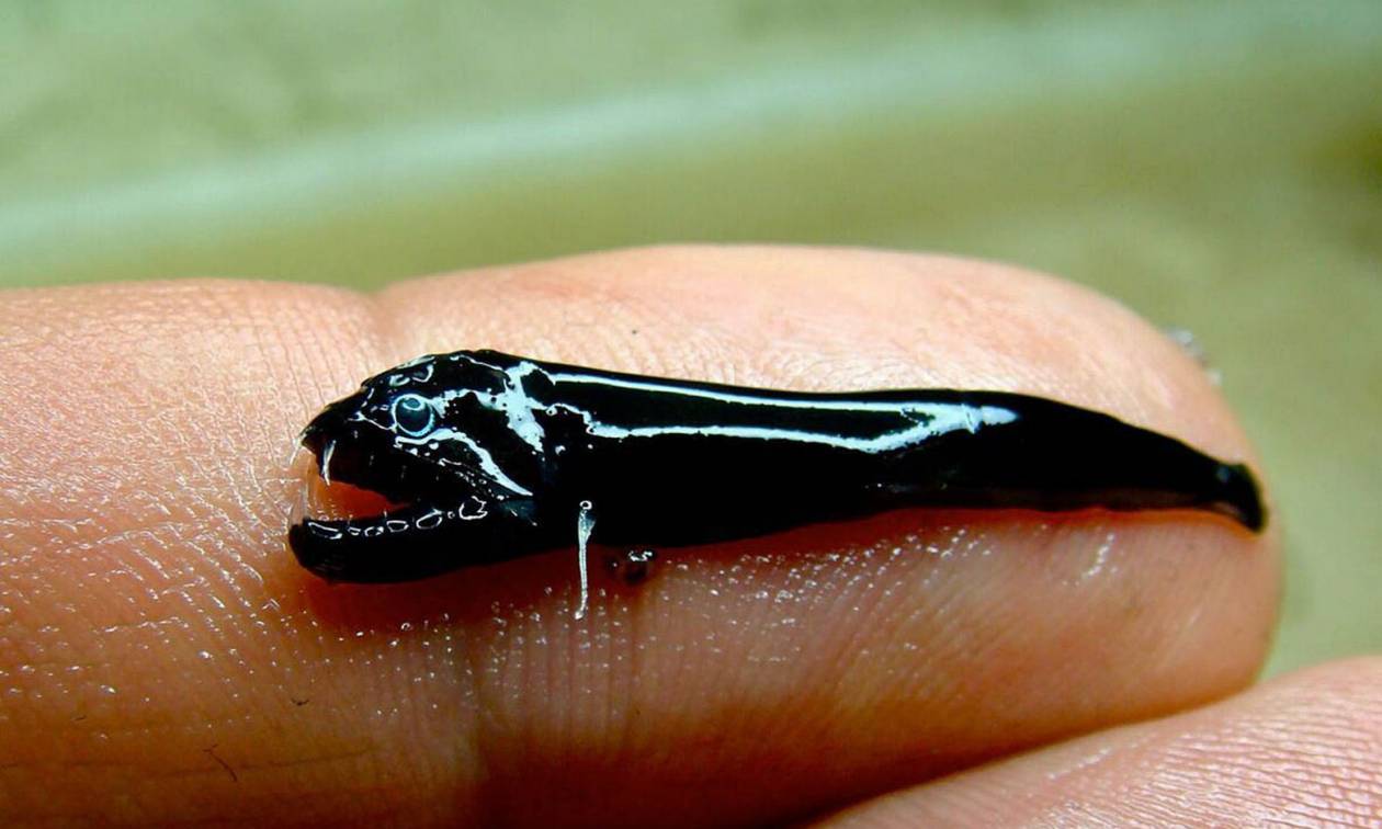 Δείτε το φρικιαστικό, μαύρο ψάρι, με τρομακτικά δόντια που ανακάλυψαν επιστήμονες (photos)