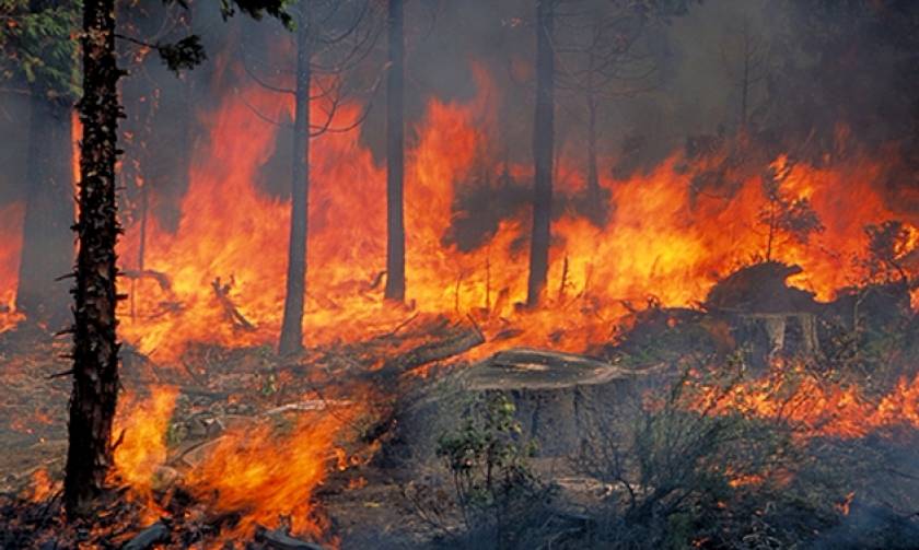 Πυρκαγιές - ΚΚΕ: Κατηγορεί την κυβέρνηση για έλλειψη προστασίας των δασών
