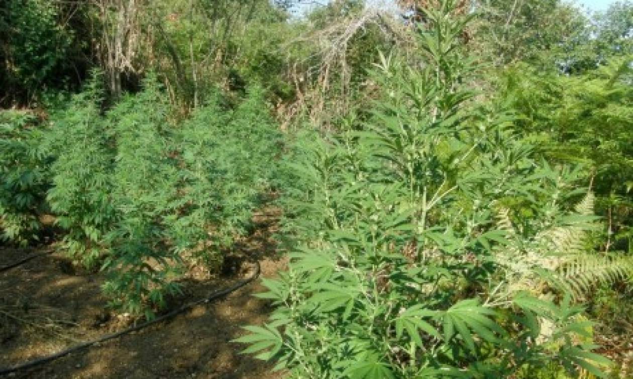 Ηράκλειο: Καλλιεργούσαν χασισόδενδρα τριών μέτρων