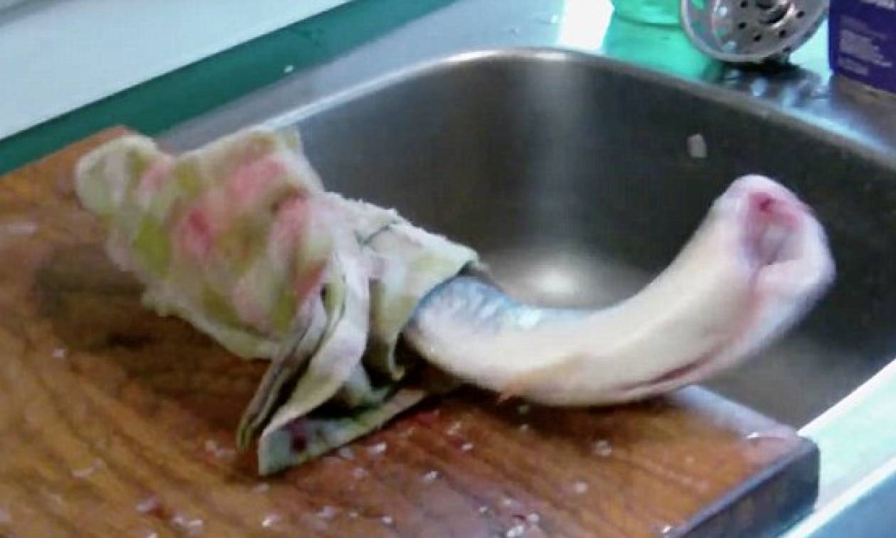 Τρόμος στην κουζίνα: Ακέφαλο ψάρι... επιτίθεται σε νοικοκυρά! (video)