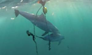 Συγκλονιστικό βίντεο: Δελφίνι προσπαθεί να σώσει το μωράκι του από παγίδα καρχαρία!