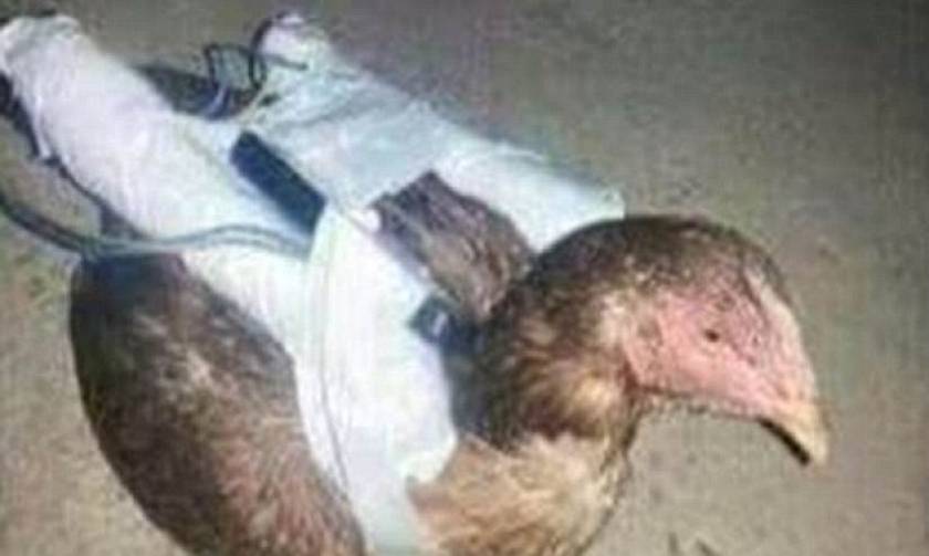 Το Ισλαμικό Κράτος χρησιμοποιεί... κότες ως «βομβιστές-αυτοκτονίας» (photos)