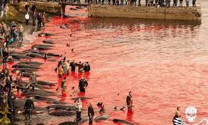 Δείτε πώς σκοτώνουν εκατοντάδες φάλαινες στα Νησιά Φερόες (video)