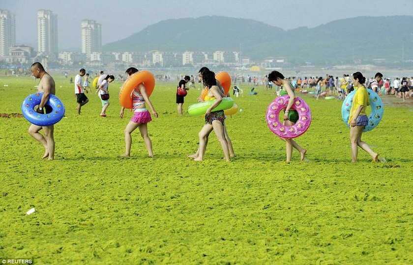 Και η θάλασσα έγινε πράσινη ... στην Κίνα (photos)