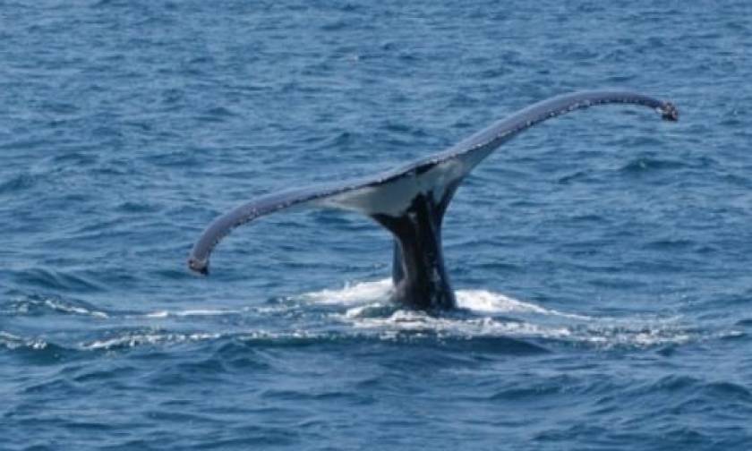 Καβάλα: Δελφίνια και φάλαινες εντοπίστηκαν στον κόλπο στο πλαίσιο των ερευνών για υδρογονάνθρακες