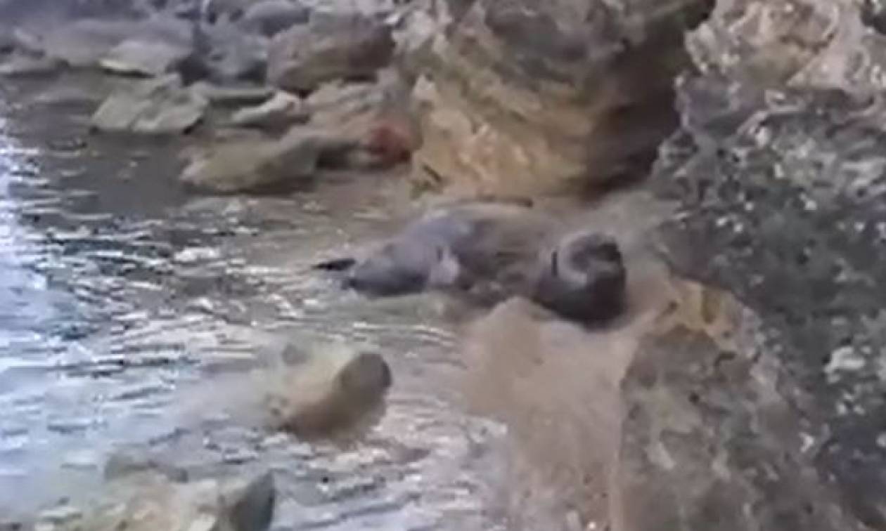 Φώκιες κολυμπούν στις ακτές της Θράκης (video)