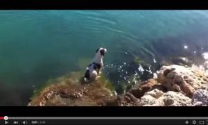 Σκύλος βουτάει στο νερό για να παίξει με τα δελφίνια (video)