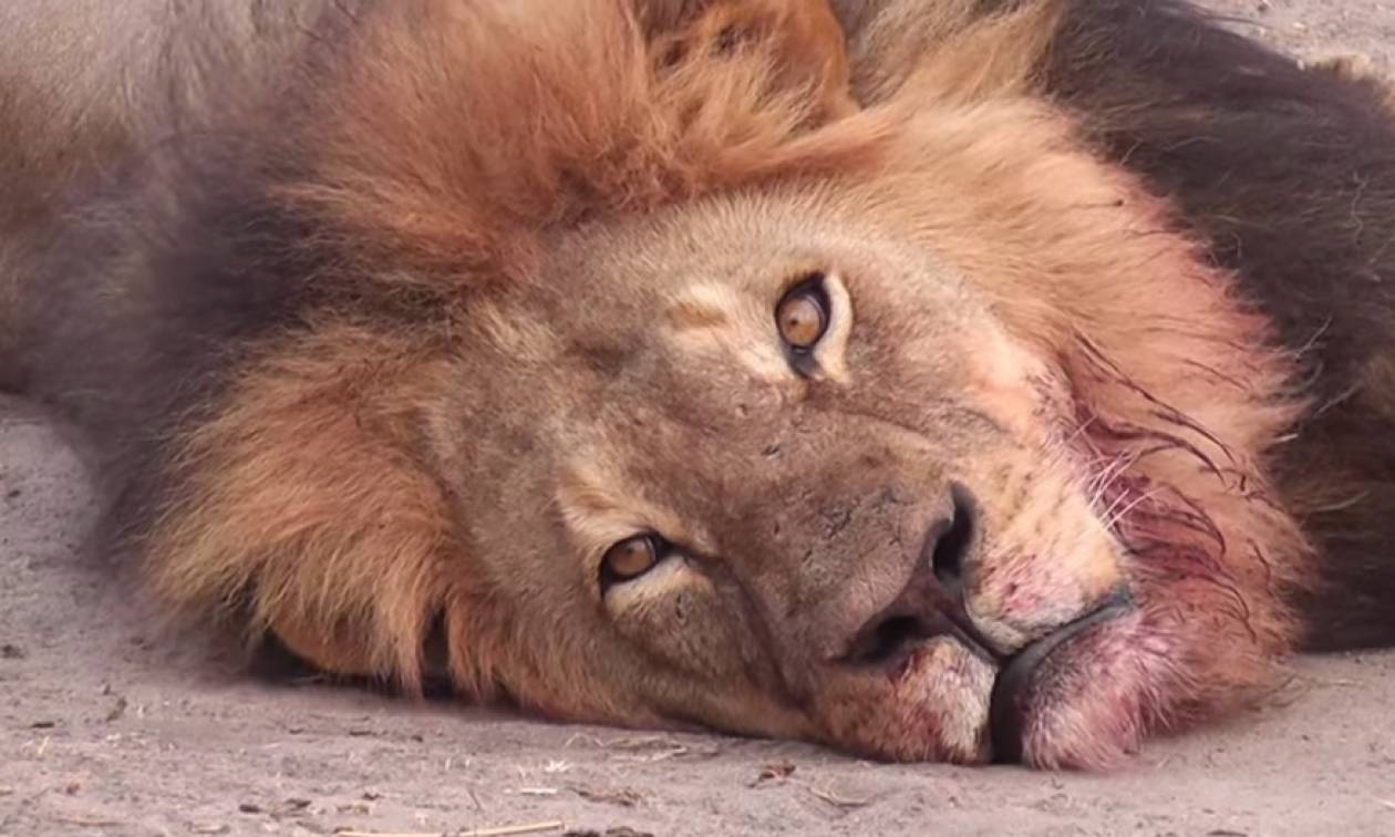 Ζιμπάμπουε: Και δεύτερος Αμερικανός φέρεται να σκότωσε ένα λιοντάρι τον Απρίλιο