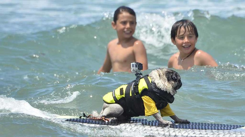 Σκύλοι – σέρφερς «δαμάζουν» τα κύματα της Καλιφόρνια (video & photos) 