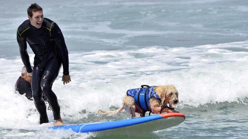 Σκύλοι – σέρφερς «δαμάζουν» τα κύματα της Καλιφόρνια (video & photos) 