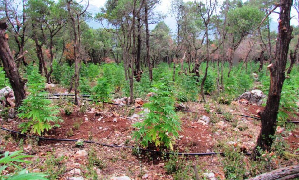 Φωκίδα: Εντοπίστηκε φυτεία κάνναβης με 1.300 δενδρύλλια (photos)