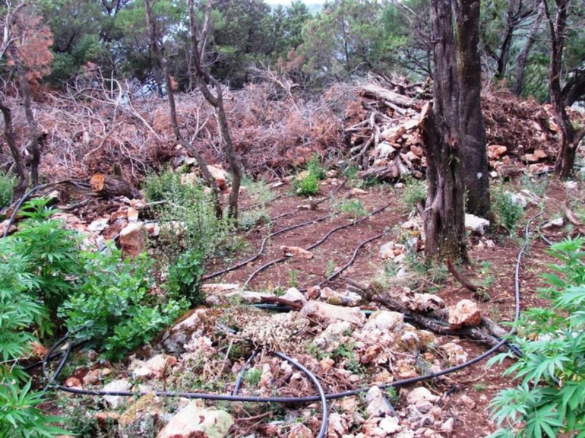 Φωκίδα: Εντοπίστηκε φυτεία κάνναβης με 1.300 δενδρύλλια κάνναβης (photos)