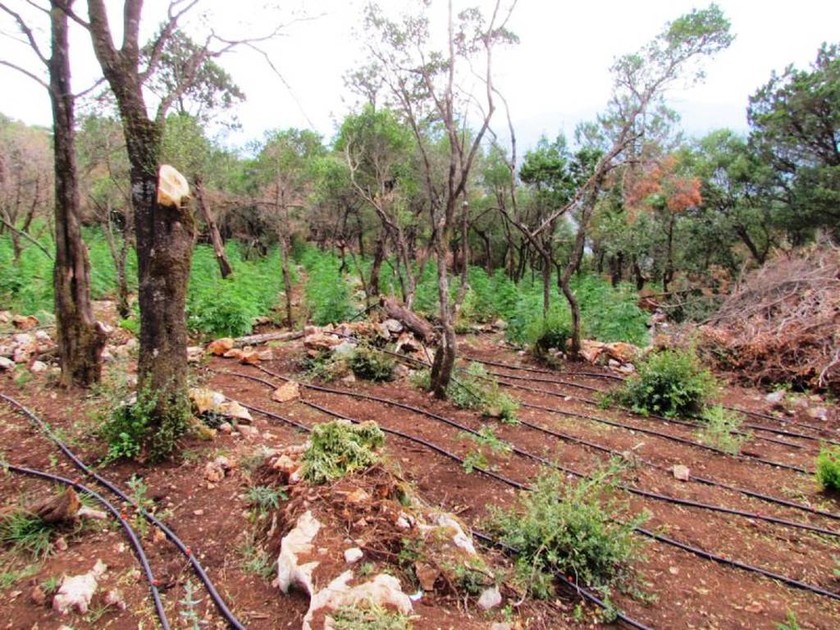 Φωκίδα: Εντοπίστηκε φυτεία κάνναβης με 1.300 δενδρύλλια κάνναβης (photos)