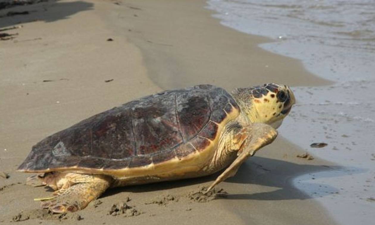 Νεκρή χελώνα καρέτα - καρέτα ξεβράστηκε στην Εύβοια (video)