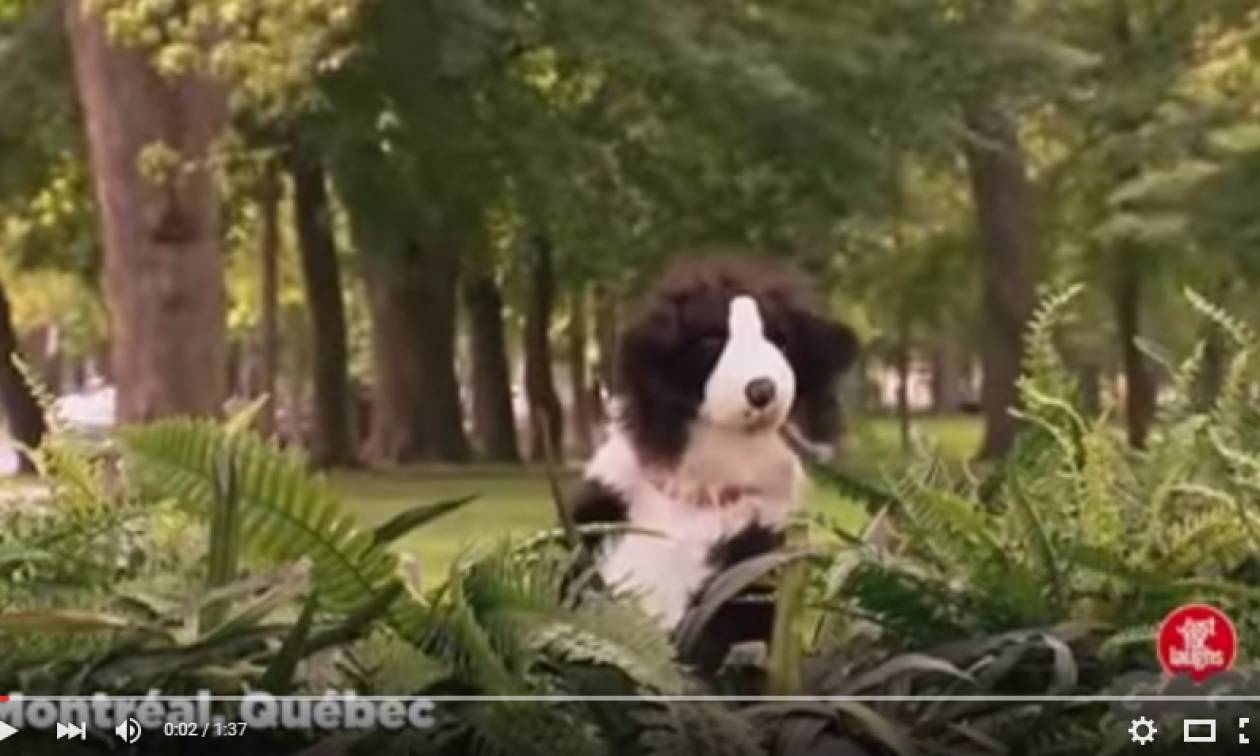 Ο σκύλος - ψέμα που κάνει πλάκα σε άλλους σκύλους είναι ό,τι πιο αστείο έχετε δει (video)