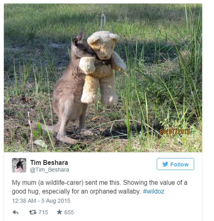 Η φωτογραφία που συγκίνησε το διαδίκτυο! Ορφανό καγκουρό κρατά σφιχτά το «αρκουδάκι» του 