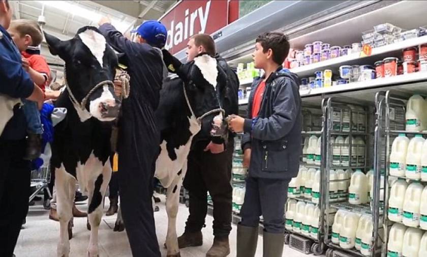 Βρετανία: Οι διαμαρτυρόμενες αγελάδες στους διαδρόμους του σούπερ μάρκετ (video)