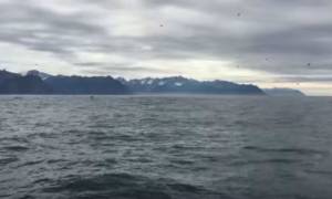 Αλάσκα: Βιντεοσκοπούσε γλάρους - Τίποτα δεν προμήνυε αυτό που θα ακολουθούσε! (video)