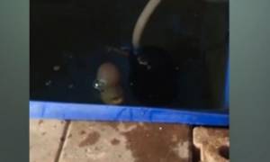 Πρωτοφανές βίντεο: Εκδικητικό ψάρι πήδηξε έξω από το νερό για να τον δαγκώσει!