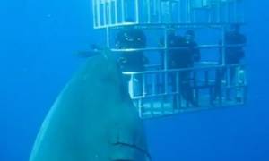 Ο μεγαλύτερος καρχαρίας της ιστορίας (;) στο βίντεο που έχουν δει πάνω από 2,1 εκατ. άνθρωποι