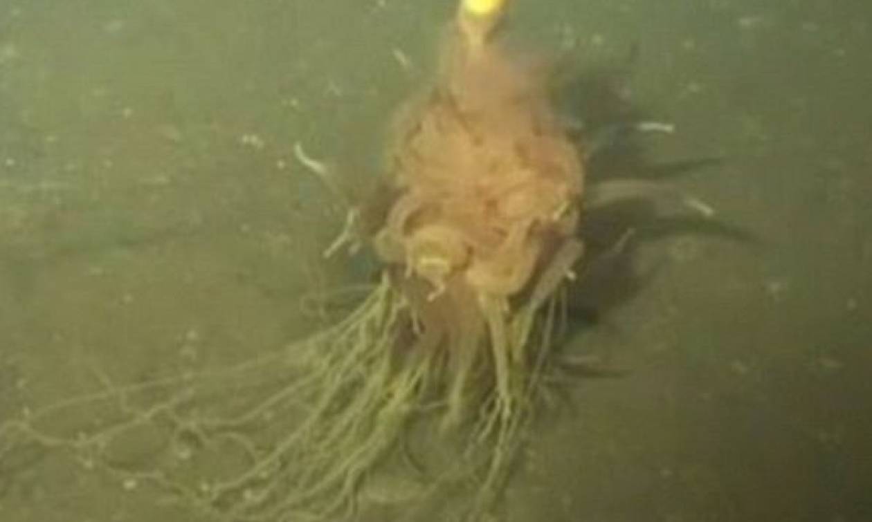 Δείτε το «ιπτάμενο τέρας… σπαγγέτι» που ανακάλυψαν στα βάθη του Ατλαντικού! (video)