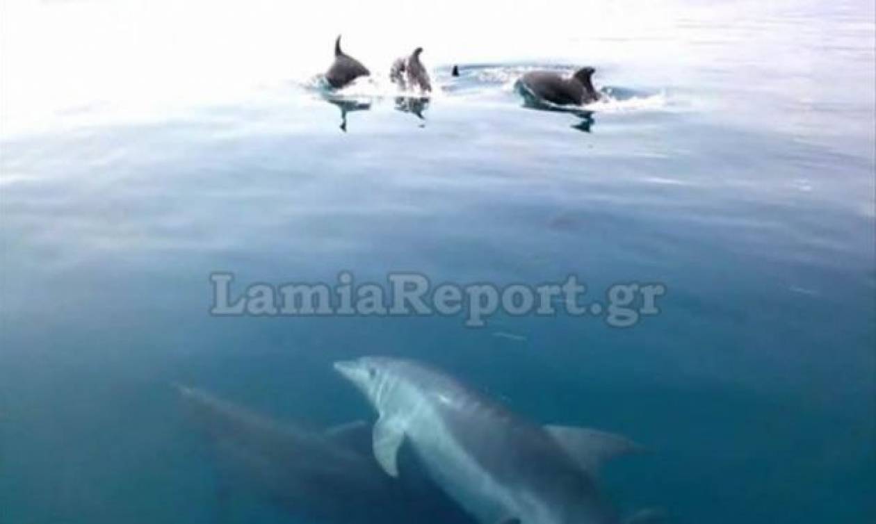 Στυλίδα: Βόλτα παρέα με τα δελφίνια (vid)