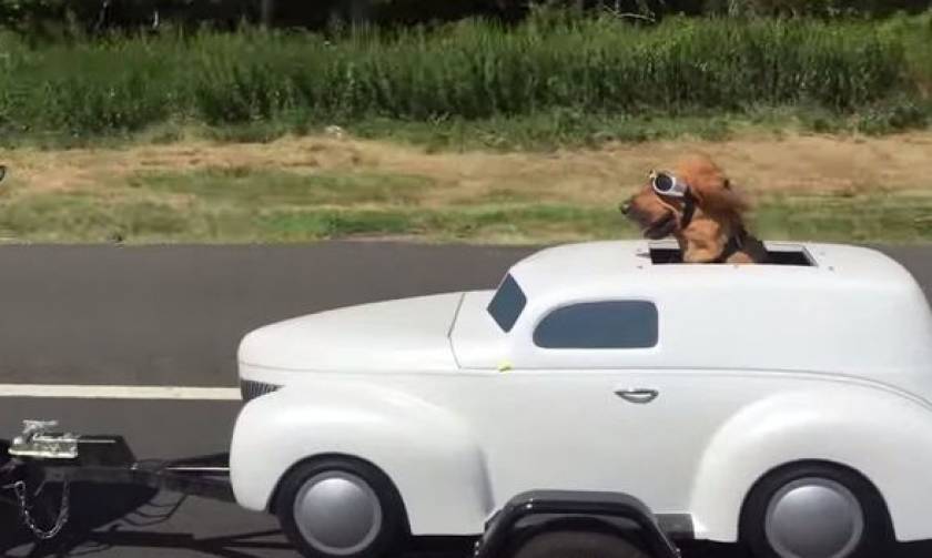 Σκύλος «easy rider» προκαλεί άφθονο γέλιο! (video)