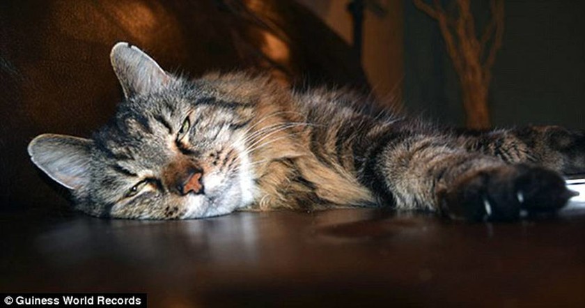Πράσινα μάτια, γκρι μουστάκια και λάτρης του τσένταρ: Είναι ο γηραιότερος γάτος του κόσμου (video)