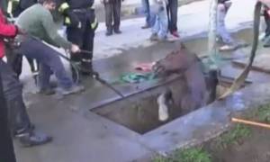 Χιλή: Δραματική διάσωση αλόγου – Δείτε πού είχε πέσει (video)