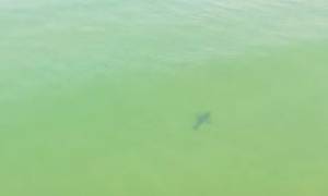 Σέρφερς φλερτάρουν με καρχαρίες και δεν έχουν ιδέα... (video)